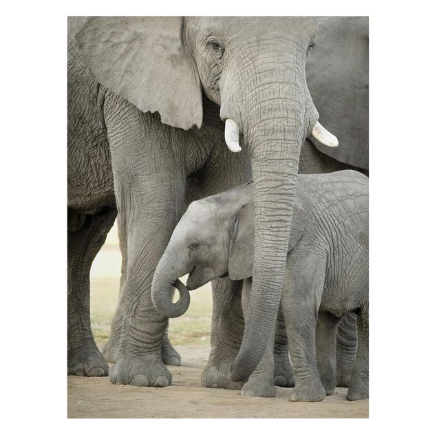 Quadri animali Elefante e amore