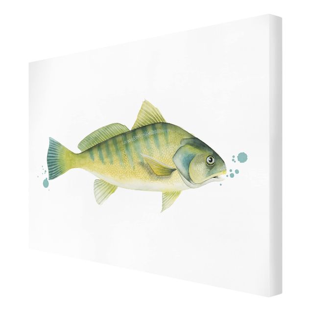 Quadri Colore Cattura - Pesce persico