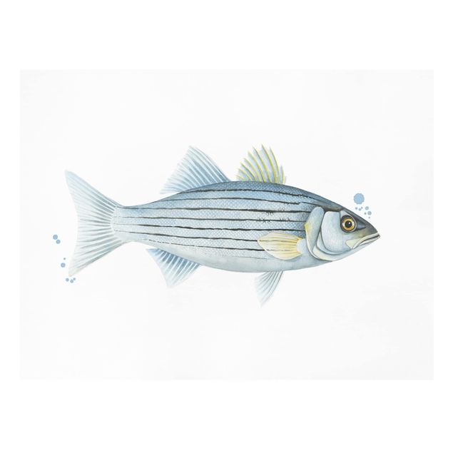 Stampe su tela animali Pesca a colori - Persico bianco