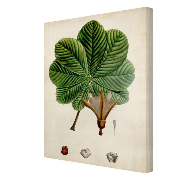 Stampe su tela Poster con piante caducifoglie II