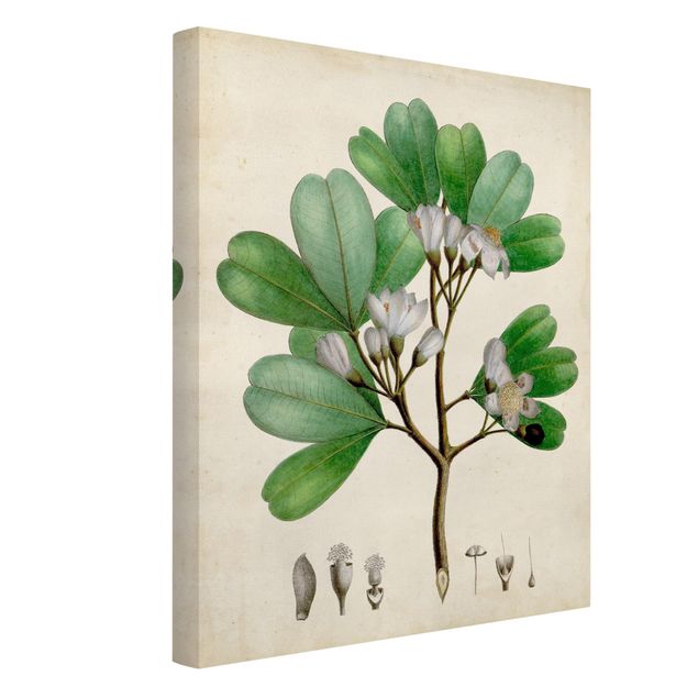 Quadro verde Poster con piante caducifoglie III