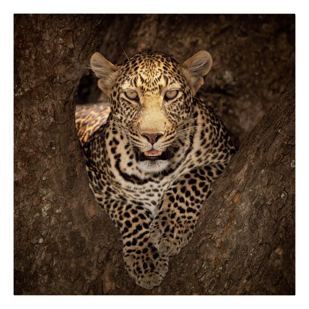 Quadri su tela animali Leopardo che riposa su un albero