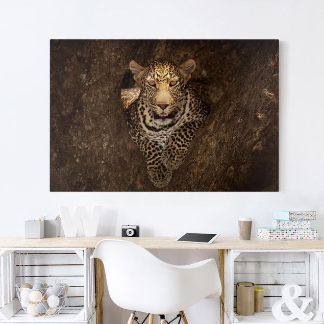 Quadro Africa Leopardo che riposa su un albero
