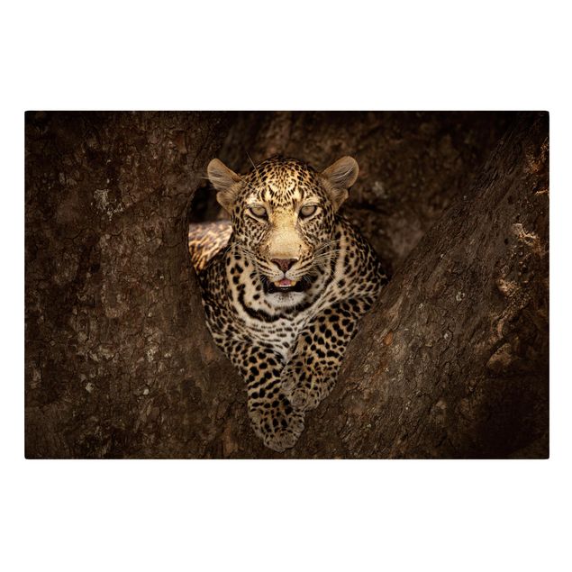 Quadro su tela animali Leopardo che riposa su un albero