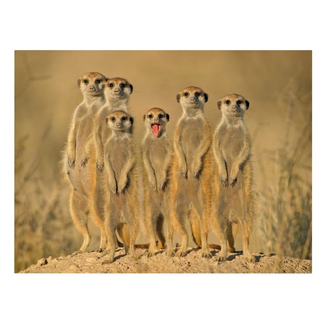 Stampe Famiglia di suricati
