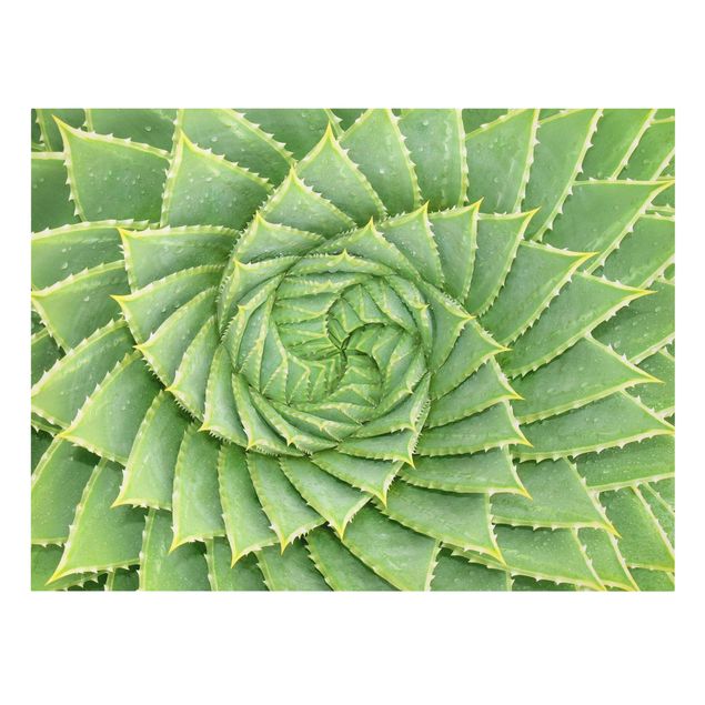 Stampe Aloe a spirale