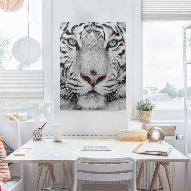 Tele tigre Tigre bianca