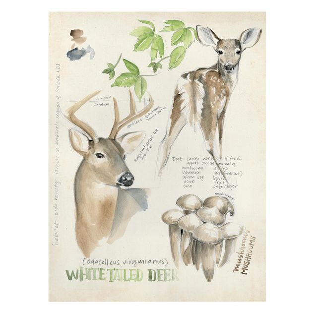 Quadri marroni Diario della natura selvaggia - Cervo