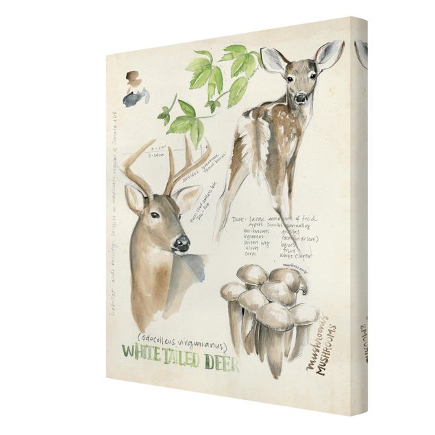 Quadri stampe Diario della natura selvaggia - Cervo