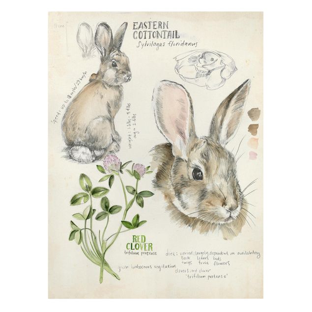 Quadri Diario della natura selvaggia - Coniglio