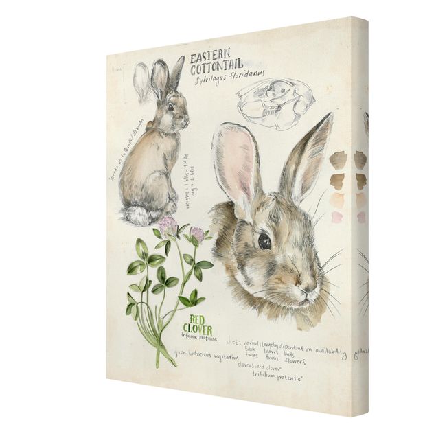 Stampa su tela Diario della natura selvaggia - Coniglio
