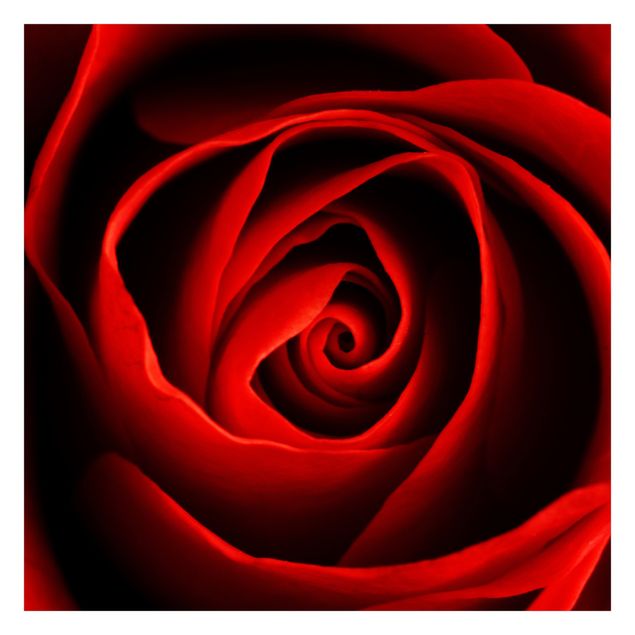 Carte da parati rosse Una bella rosa