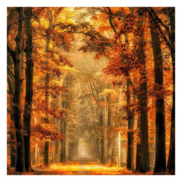Carta da parati arancione Foresta incantata in autunno