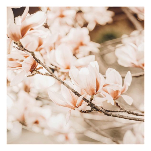 Quadri stile vintage Ramoscello di magnolia in stile vintage