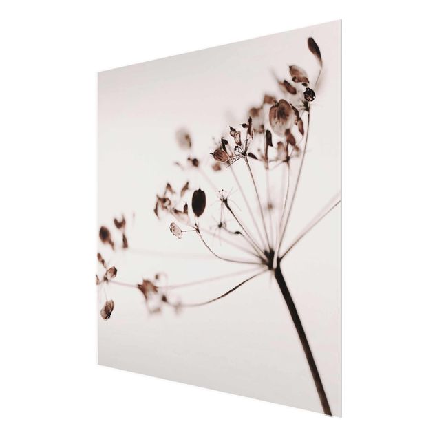 Glas Magnetboard Macro immagine fiori secchi in ombra