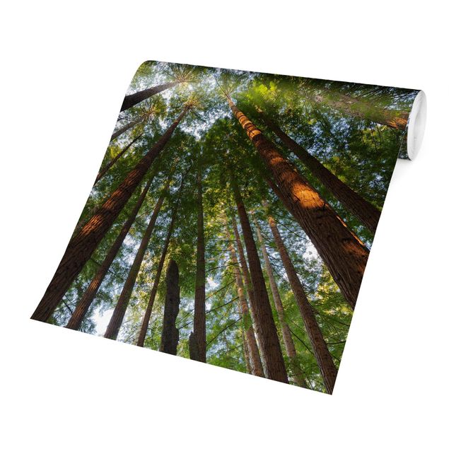 Carta da parati moderna Cime di Sequoia
