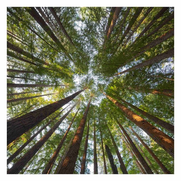 Carta da parati paesaggio Cime di Sequoia