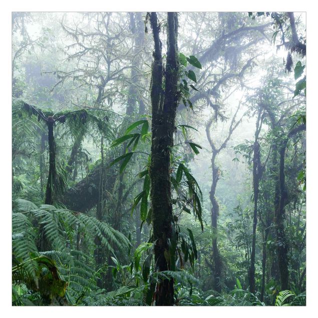 Carta da parati verdi Foresta nuvolosa di Monteverde