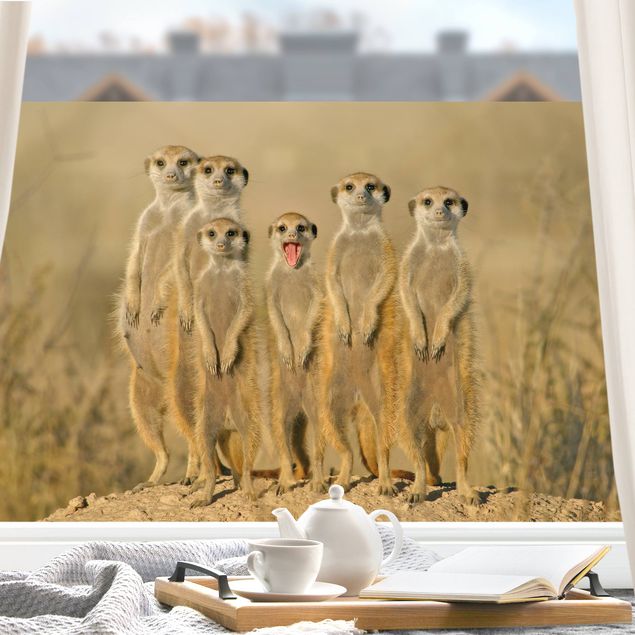 Adesivi per vetri con animali Meerkat Family
