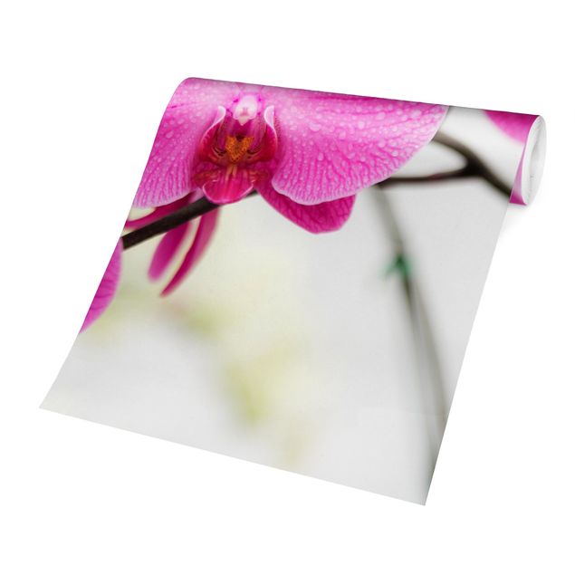Carta da parati a fiori Orchidea ravvicinata