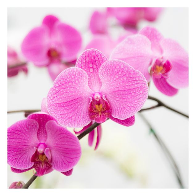 Carta da parati online Orchidea ravvicinata