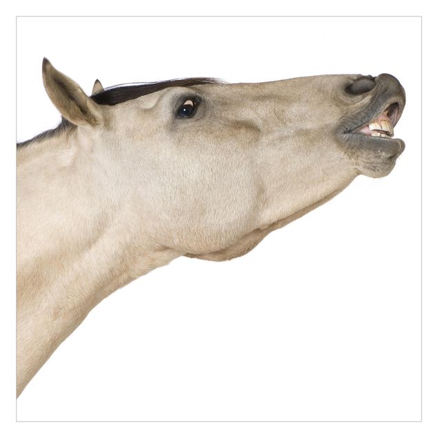 Carte da parati animali No.248 Cavallo di Dun
