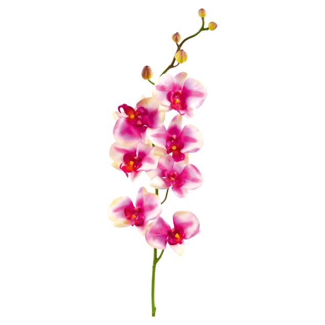 Adesivi murali orchidee N.176 Orchidea rosa I