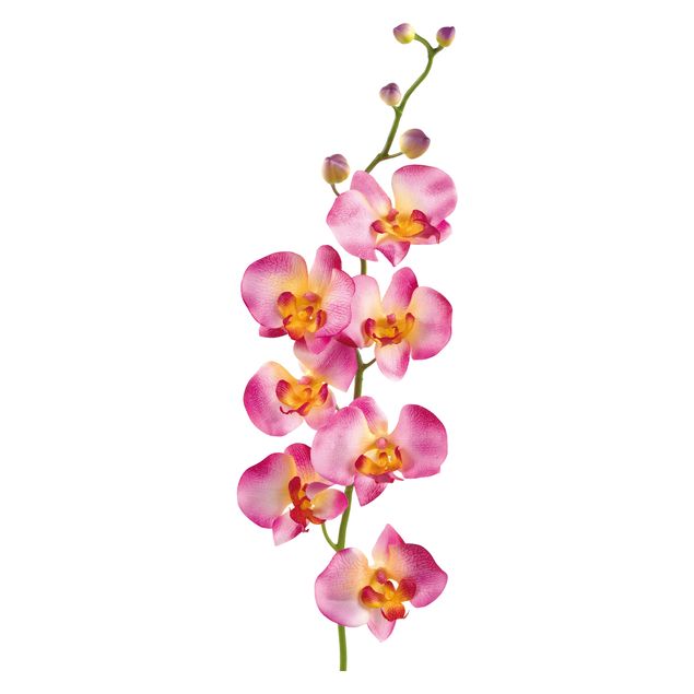Adesivi murali orchidea N.177 Orchidea rosa II