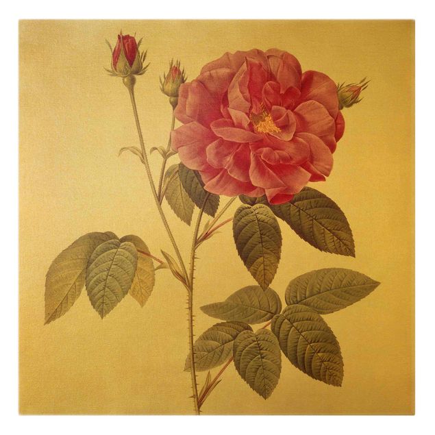 Quadri con fiori Pierre Joseph Redoute - Rosa del farmacista