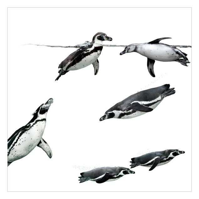 Carta da parati fotomurali Plashing Penguins