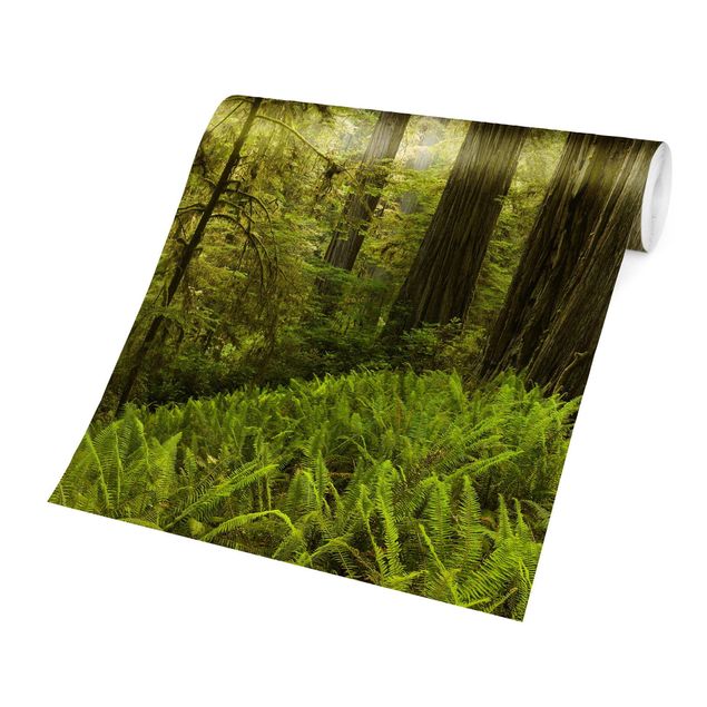 Carte da parati paesaggio Vista sulla foresta del parco statale di Redwood