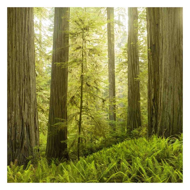 Carte da parati verdi Vista sulla foresta del parco statale di Redwood