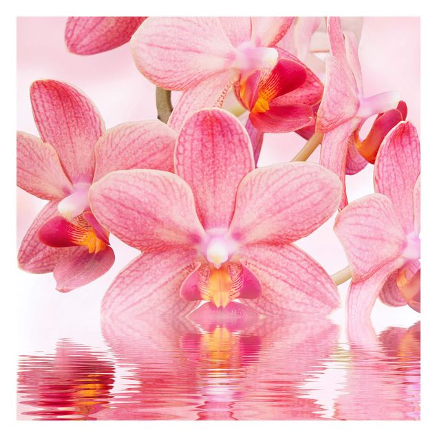 carta da parete Orchidea rosa chiaro sull'acqua