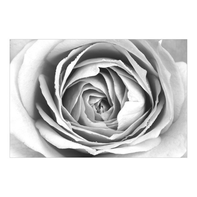 Carta da parati bianca e nera  Fioriture di rose in rosa bianco e nero