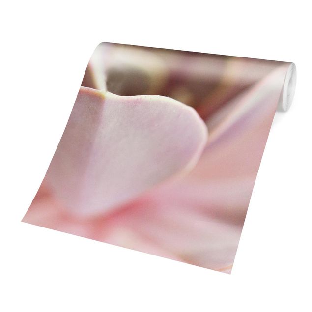 Carta parati rosa Fiori di pianta grassa rosati