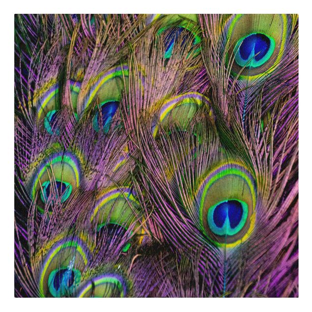 Quadri Piume di pavone iridescenti