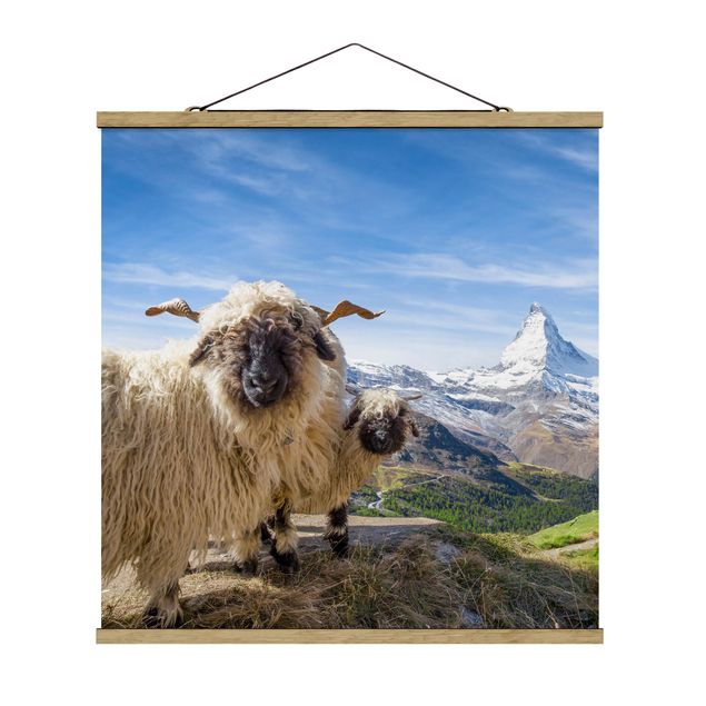Quadri moderni   Pecore dal naso nero di Zermatt