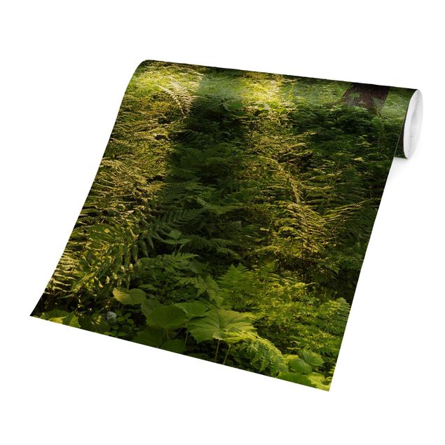 Carta da parati paesaggio Raggi di sole nella foresta verde