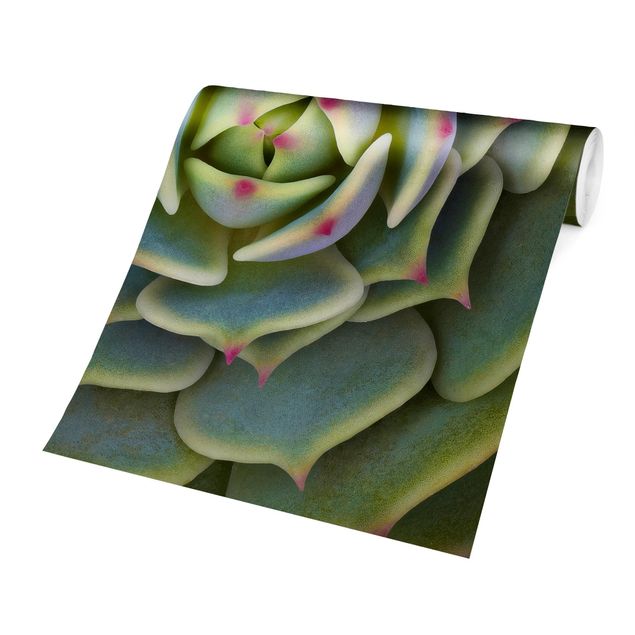Carte da parati verde Succulente - Echeveria Ben Badis