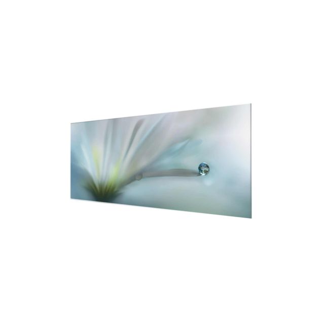 Magnettafel Glas Gocce di rugiada su fiori bianchi