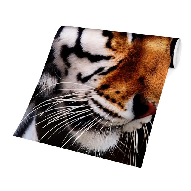 Carte da parati moderne Bellezza della tigre