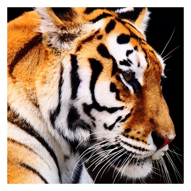 Carte da parati animali Bellezza della tigre
