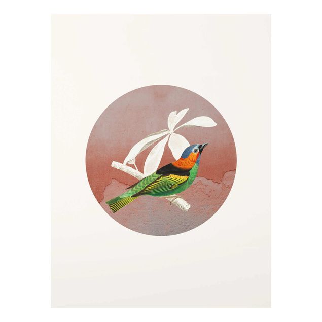 Stampe Collage di uccelli in un cerchio ll