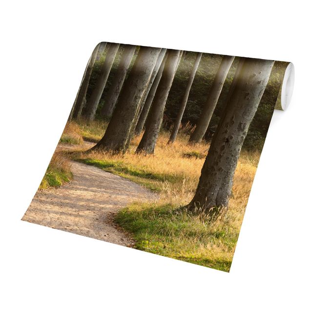 Carte da parati paesaggio Strada forestale nel nord della Germania