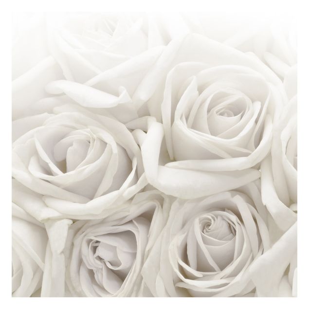 Carta da parati bianca    Rose bianche