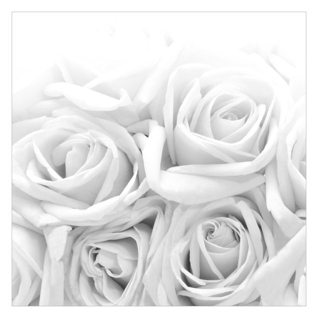 Carta da parati bianca e nera  Rose bianche in bianco e nero