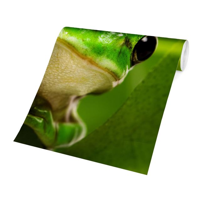 Carta da parati Tree Frog