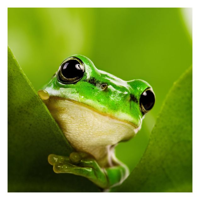 Fotomurali Tree Frog