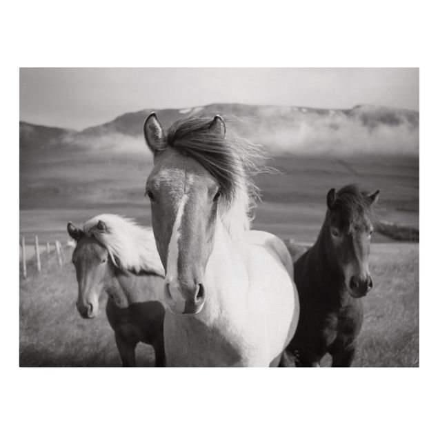 Quadri animali Cavalli selvaggi in bianco e nero