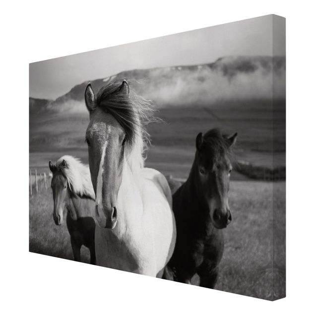 Stampe Cavalli selvaggi in bianco e nero